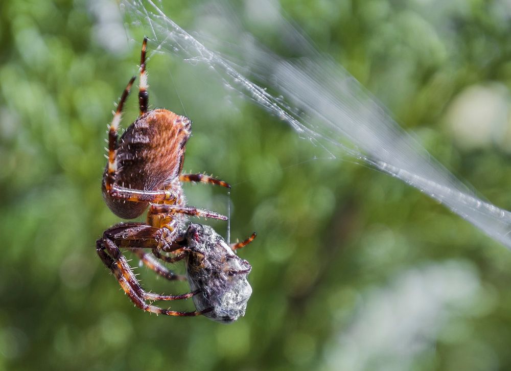 Spider in nature, animal photography. Free public domain CC0 image.