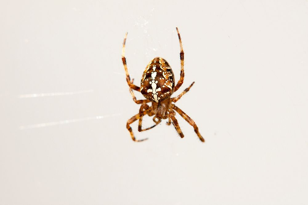 Armed spider, animal photography. Free public domain CC0 image.