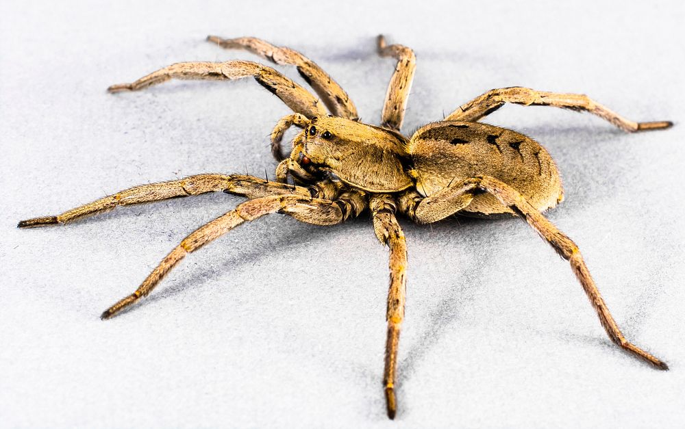 Armed spider, animal photography. Free | Free Photo - rawpixel