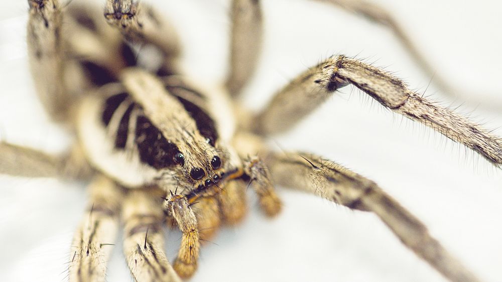 Spider on white, animal photography. Free public domain CC0 image.