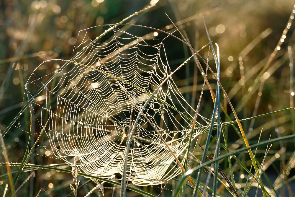 Spiders web in nature. Free public domain CC0 image.