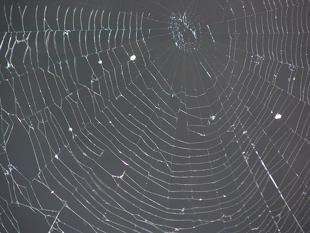 Spider web. Free public domain CC0 photo.