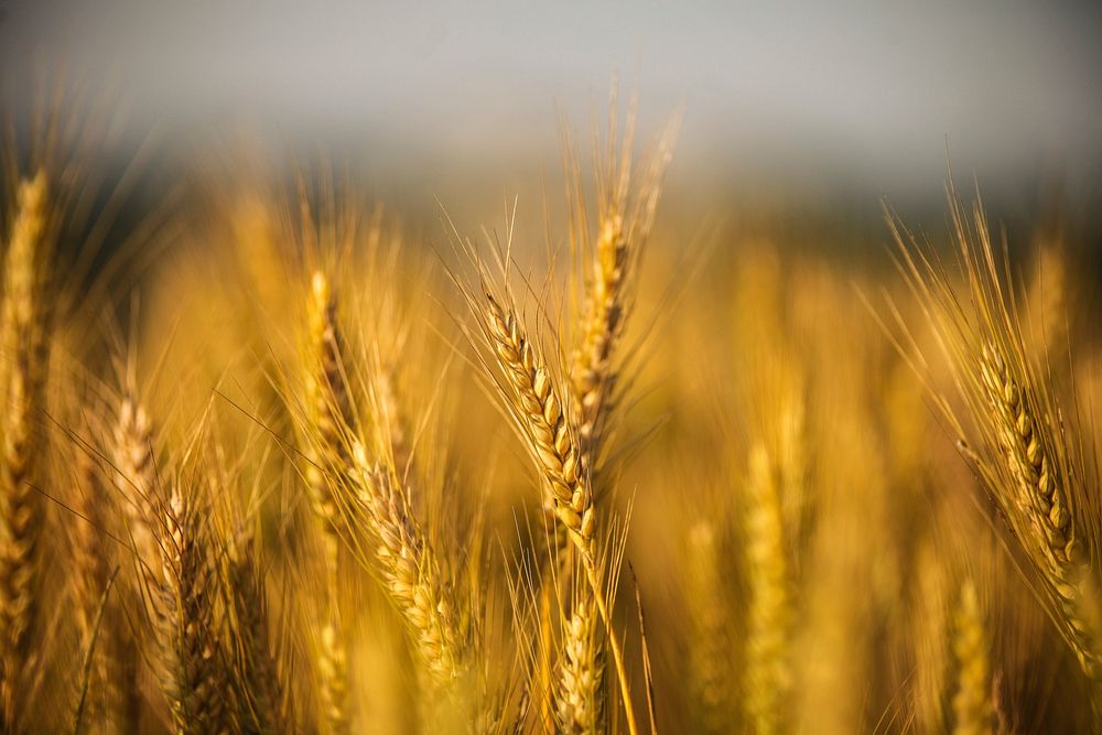 Free yellow wheat crops image, public domain food CC0 photo.