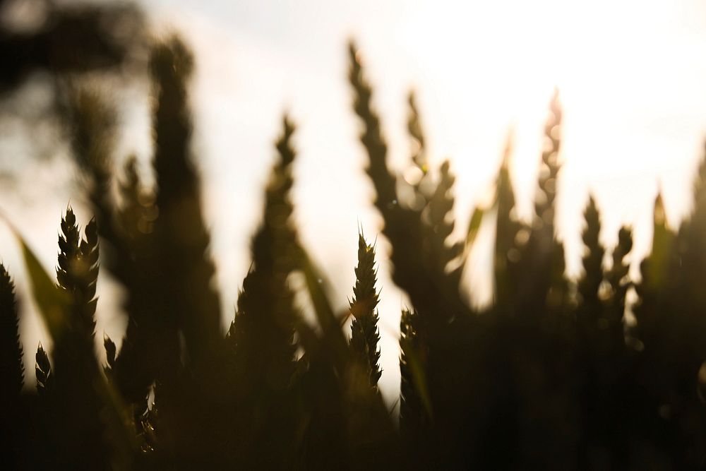 Free blurred wheat crops image, public domain agriculture CC0 photo.