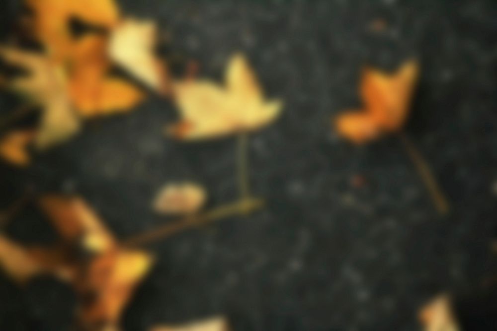 Free close up blur maple leaf image, public domain nature CC0 photo.