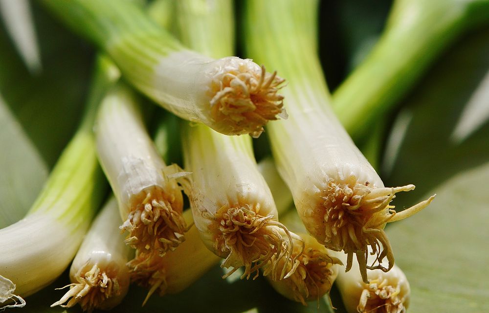 Green spring onions, organic vegetable. Free public domain CC0 image