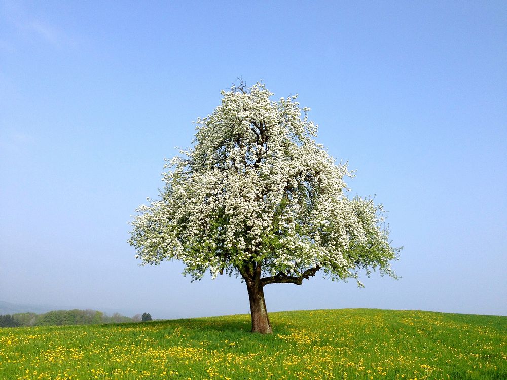 White flower tree. Free public domain CC0 photo.
