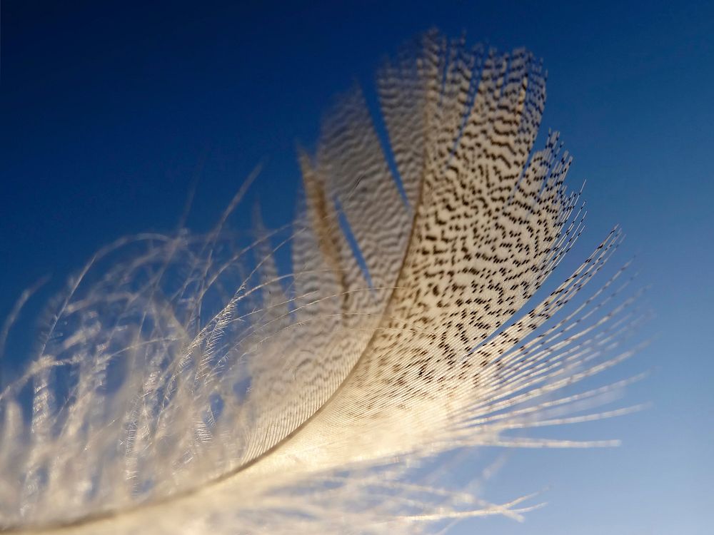 Bird feather, blue sky. Free public domain CC0 image.