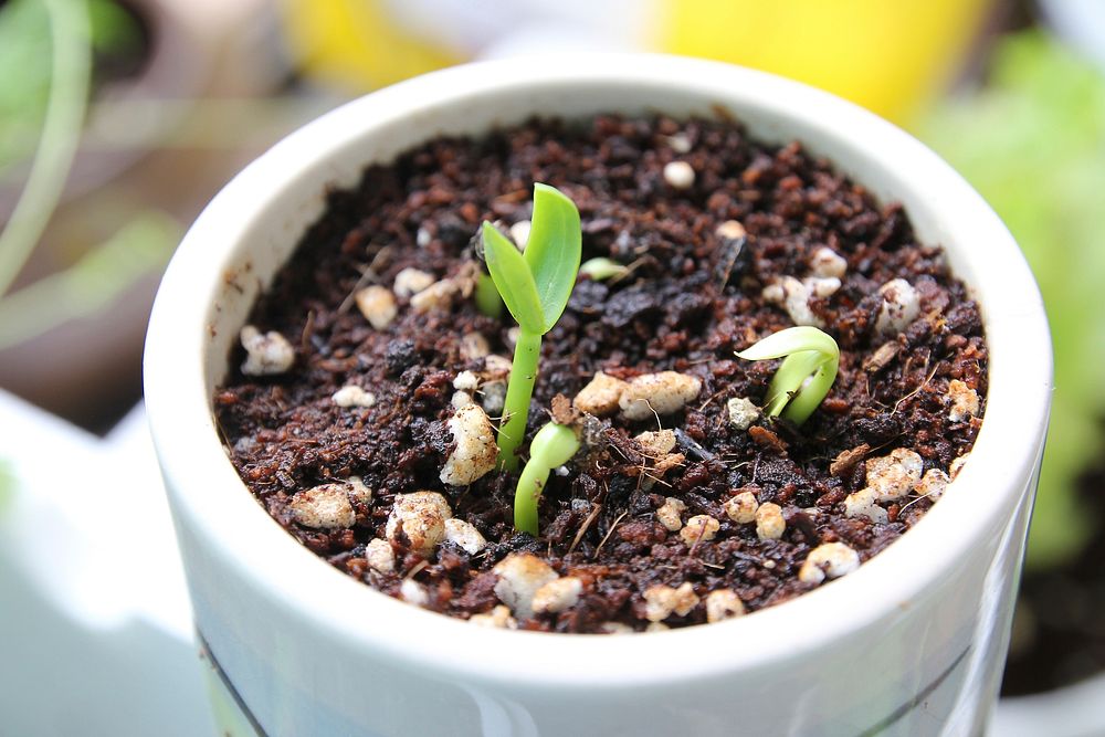 Seedling plant, agriculture and farming. Free public domain CC0 photo.