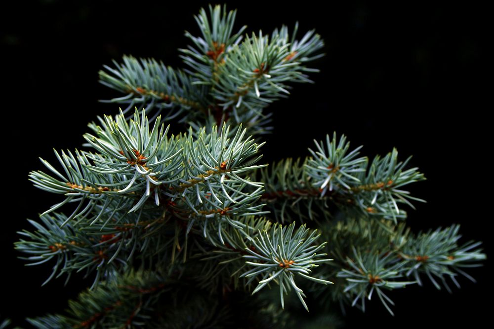 Closeup on pine tree branch. Free public domain CC0 photo.