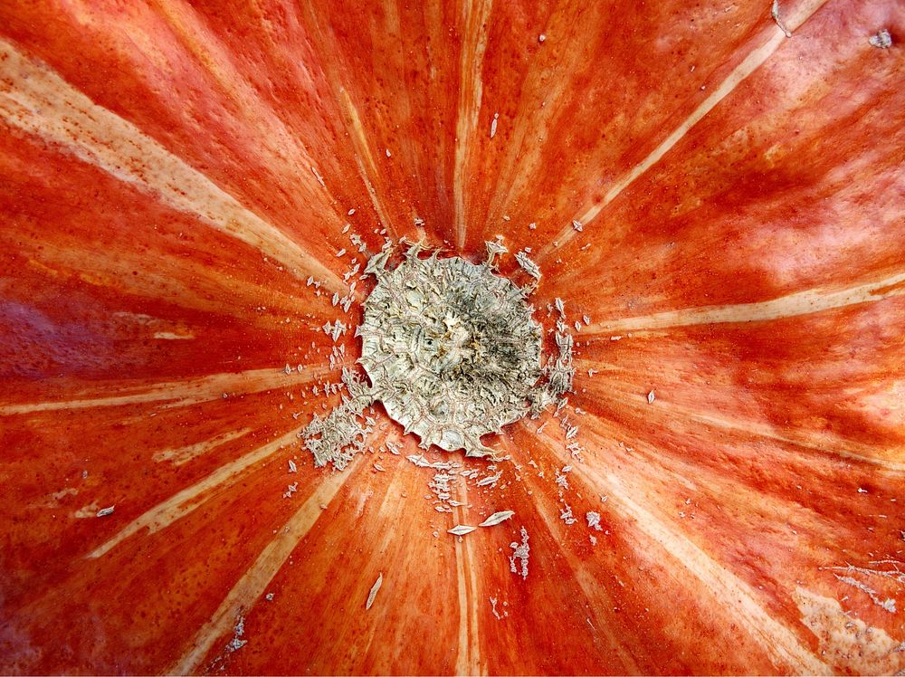 Closeup on pumpkin bottom. Free public domain CC0 photo.