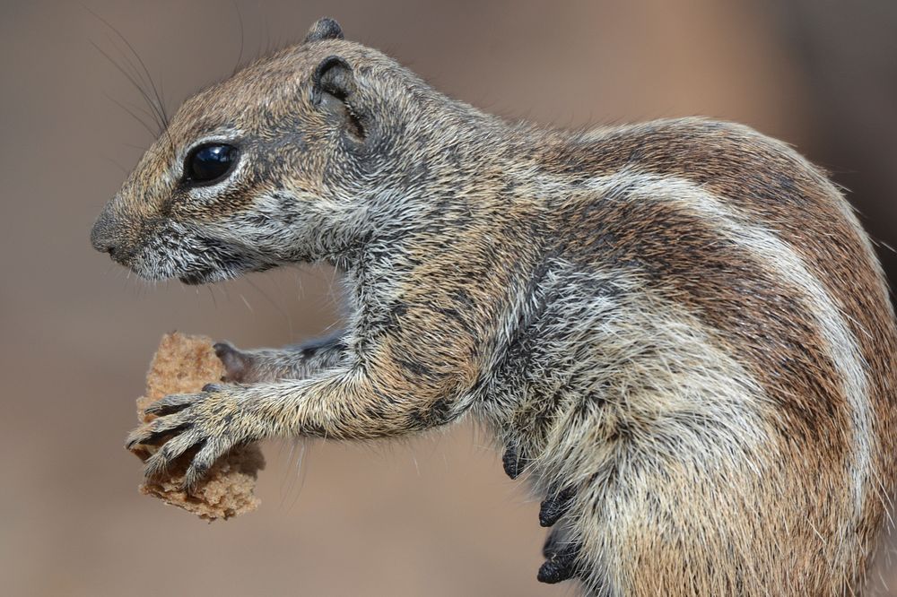 Cute squirrel eating nut image. Free public domain CC0 image.