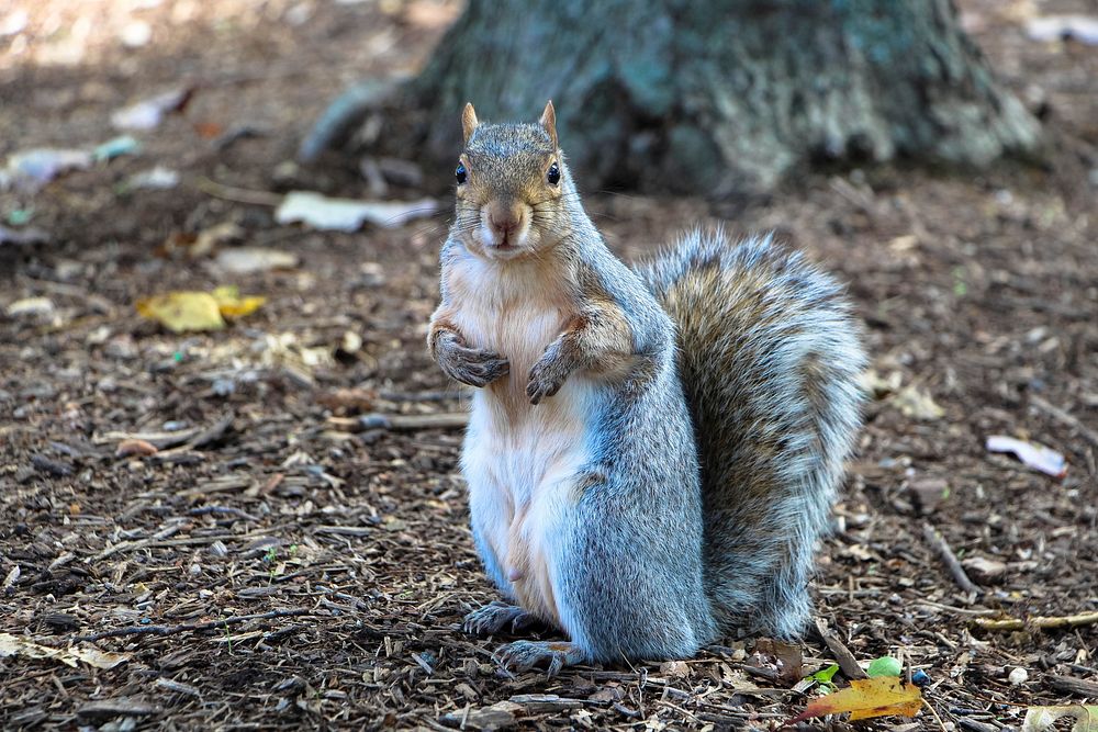 Wild squirrel background. Free public domain CC0 image.