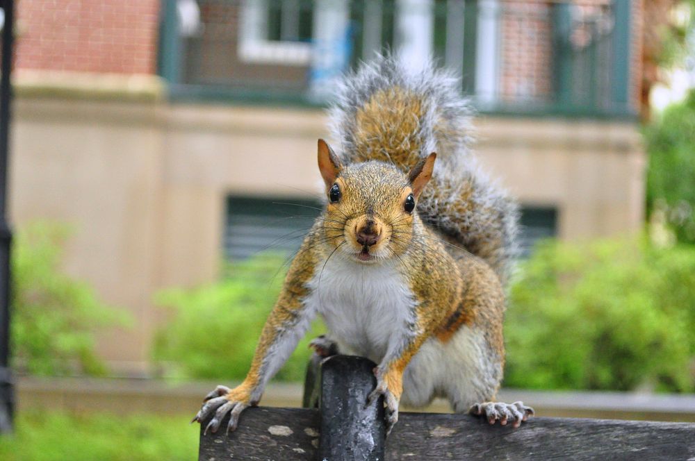 Cute squirrel climbing a bench. Free public domain CC0 image.