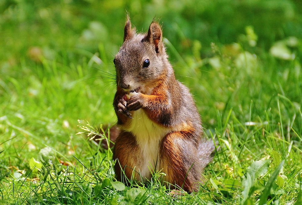 Eurasian red squirrel, rodent animal. Free public domain CC0 photo.