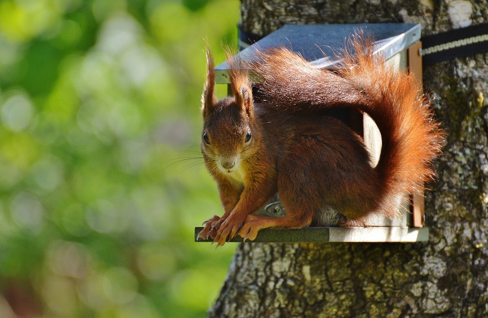 Eurasian red squirrel, rodent animal. Free public domain CC0 photo.