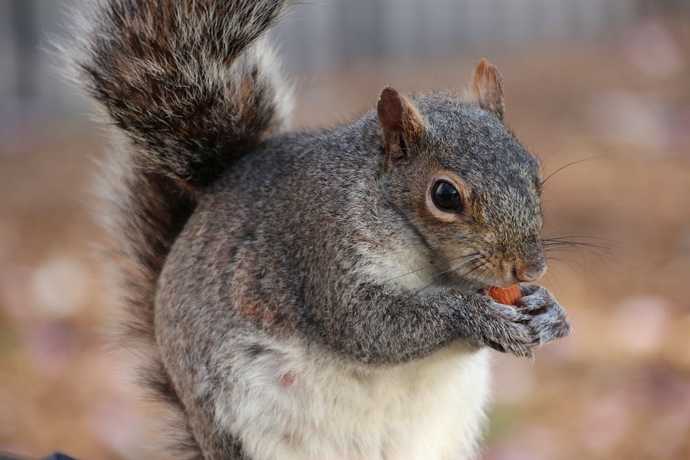 Cute squirrel eating nut image. Free public domain CC0 image.