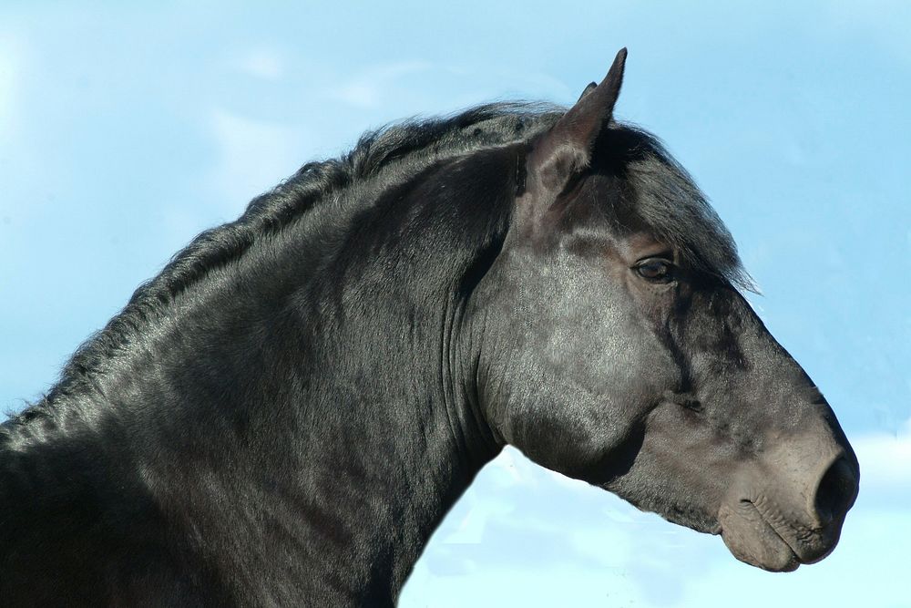 Black horse, animal image. Free public domain CC0 photo.