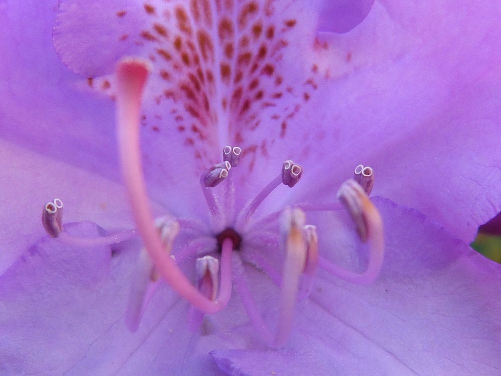 Purple flower macro shot. Free public domain CC0 image.