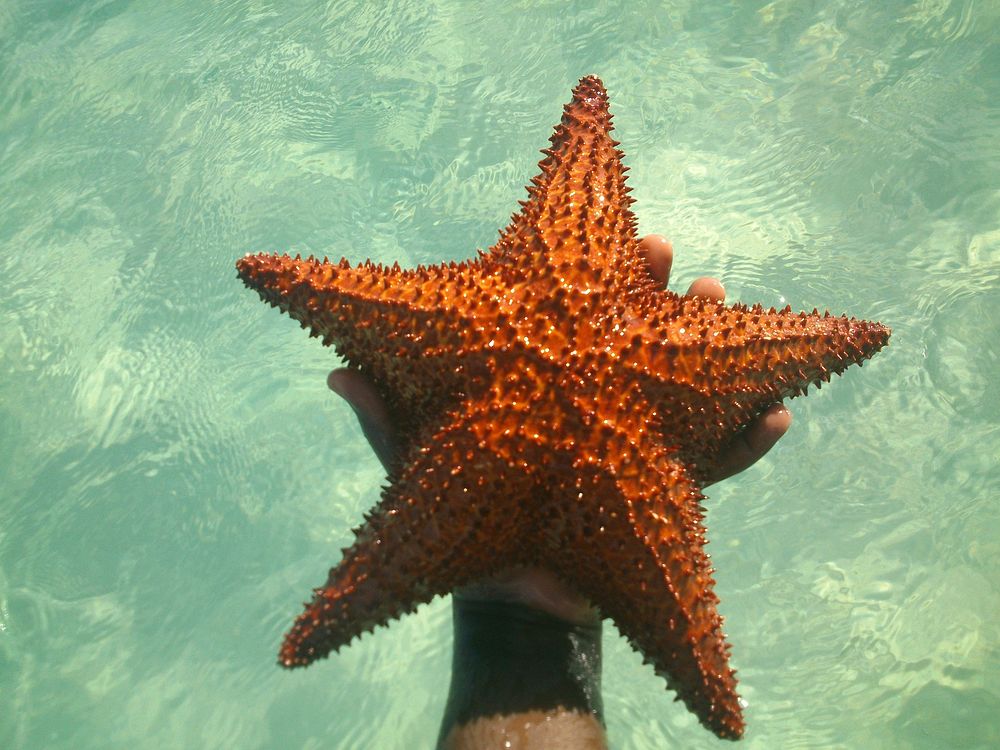 Orange starfish close up. Free public domain CC0 photo.