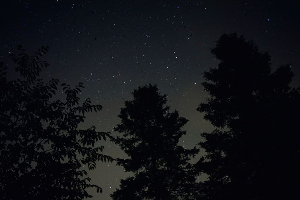 Night sky in forest. Free public domain CC0 photo.