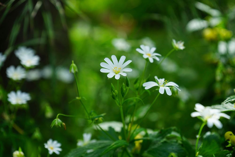White flower background. Free public domain CC0 image.