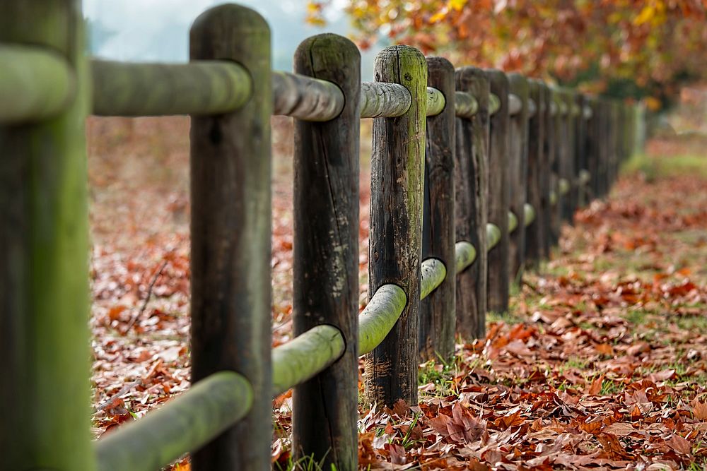 Free ground full of fall leaves by wooden fence photo, public domain nature CC0 image.