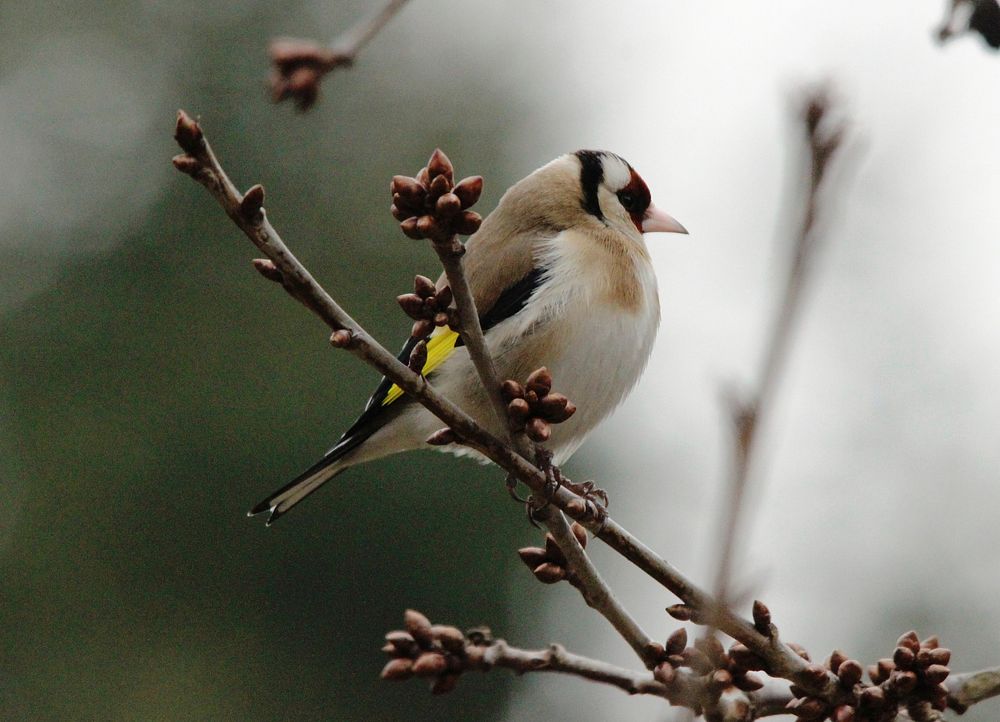 European goldfinch, bird photography. Free public domain CC0 image.