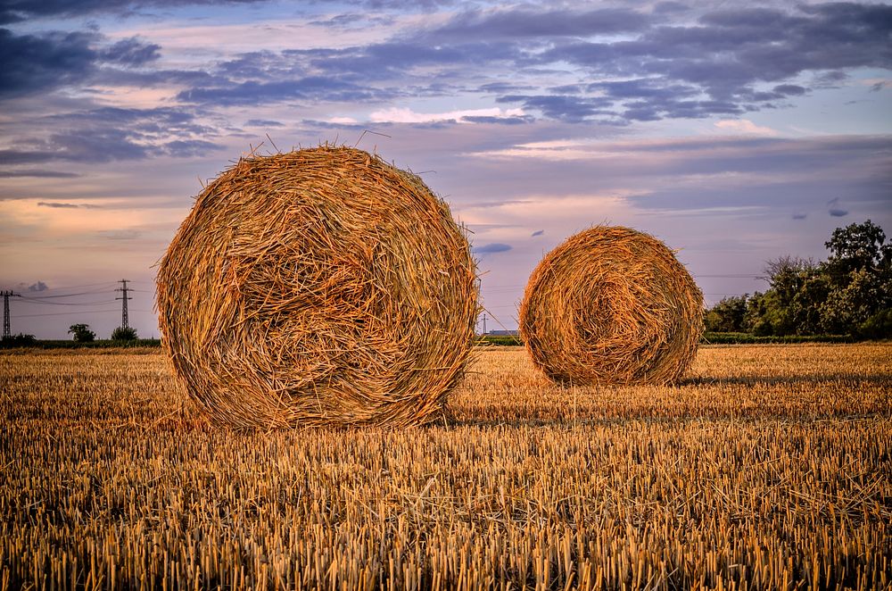 Large rolls of hay bales. Free public domain CC0 photo.