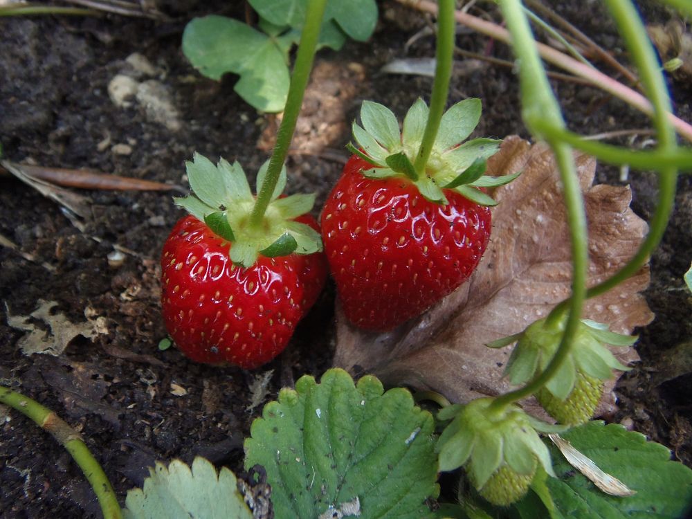 Strawberries growing on plant. Free public domain CC0 photo.