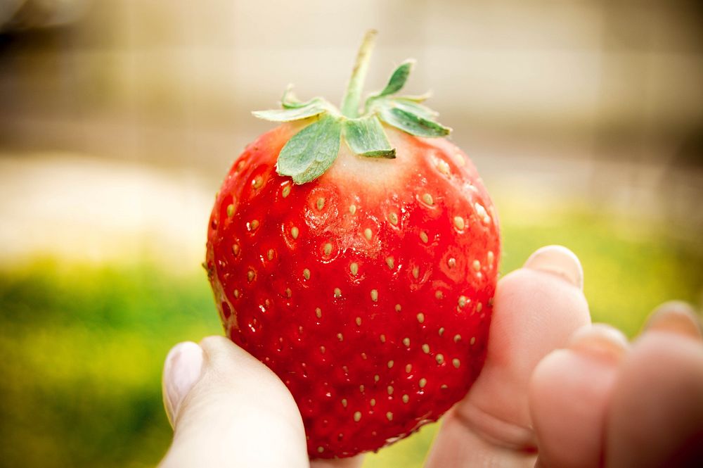 Hand holding fresh strawberry. Free public domain CC0 image.