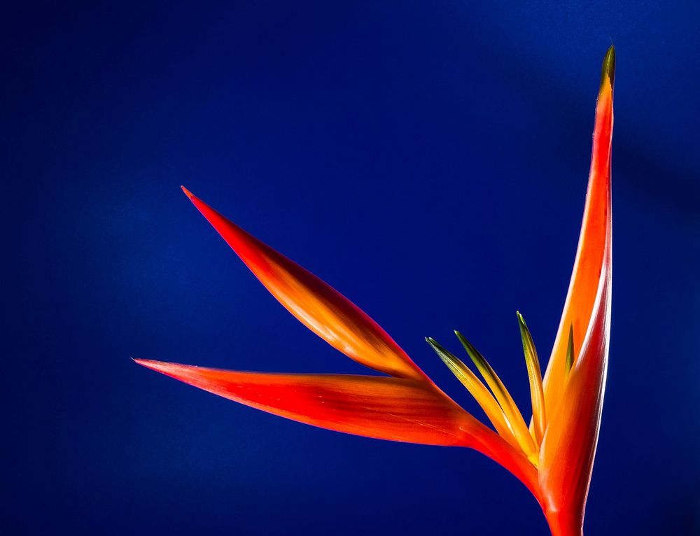 Bird of paradise. Free public domain CC0 image.