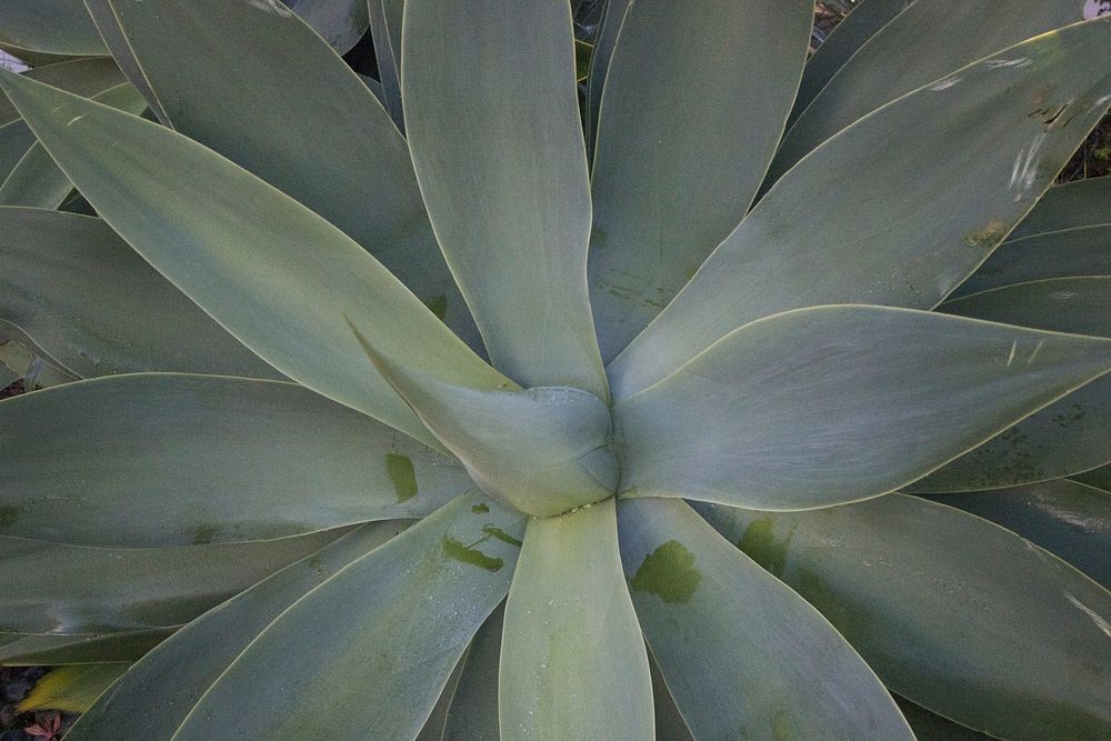 Close-up view of succulent plant. Free public domain CC0 photo