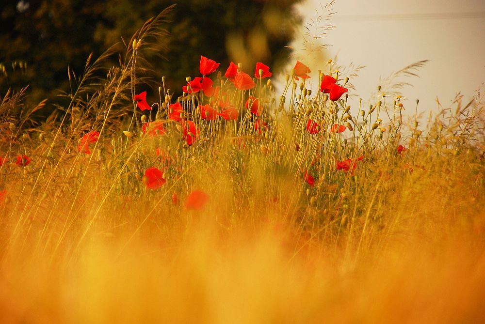 Red poppy field background. Free public domain CC0 image.