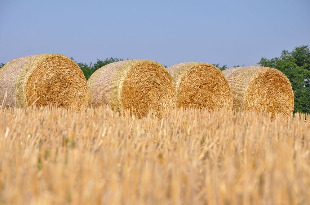 Hay rolls. Free public domain CC0 image.