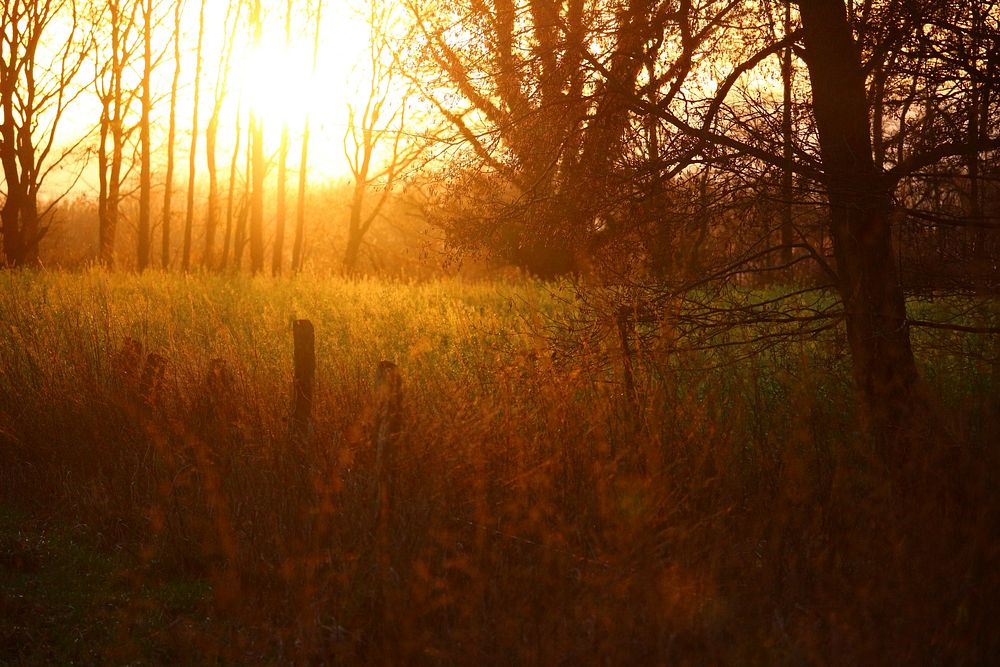 Nature at golden hour. Free public domain CC0 image.