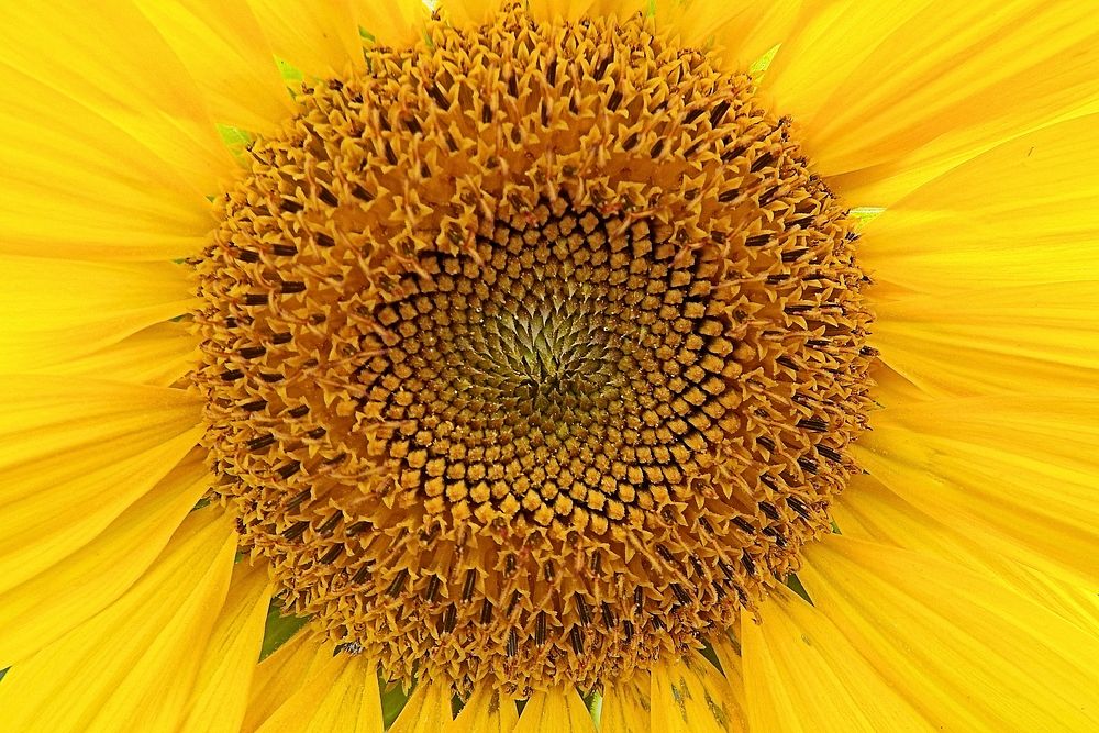 Sunflower background. Free public domain CC0 image.