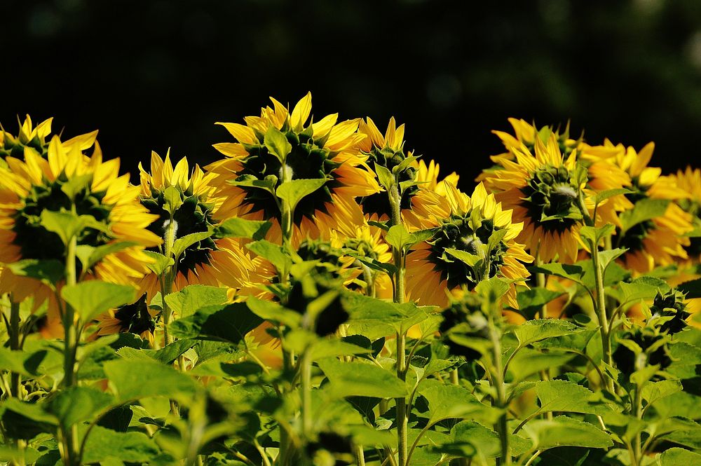 Sunflower background. Free public domain CC0 photo.