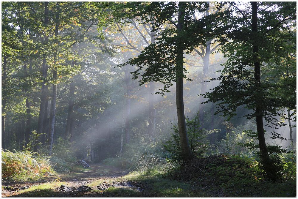Sunlight through forest. Free public domain CC0 photo.