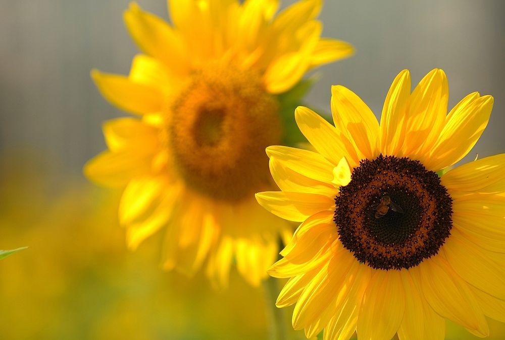 Sunflower.  Free public domain CC0 image.
