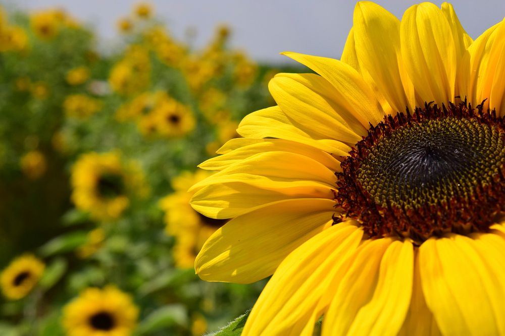 Sunflower background.  Free public domain CC0 image.
