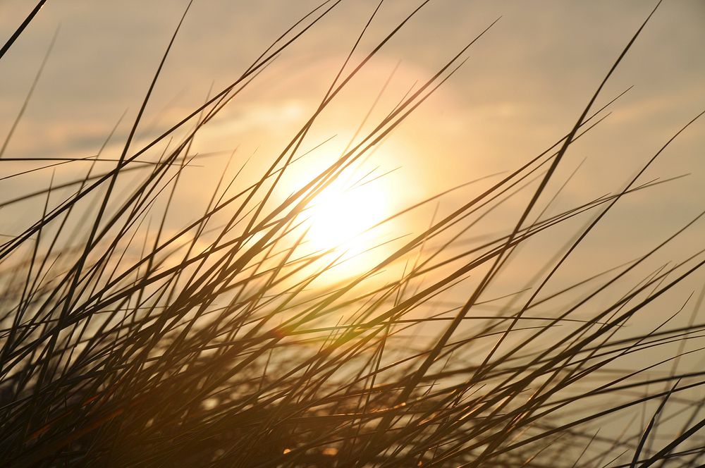 Sunrise over grass. Free public domain CC0 photo.