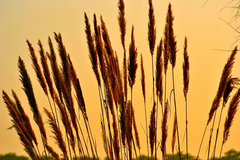 Wheat field. Free public domain CC0 photo.