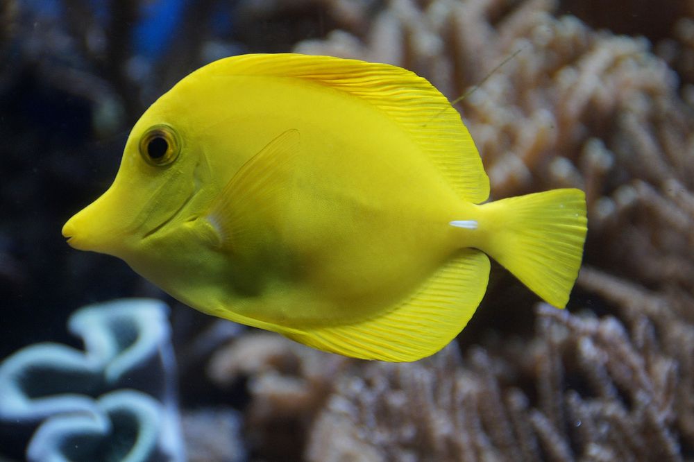 Yellow tang fish close up. Free public domain CC0 image.