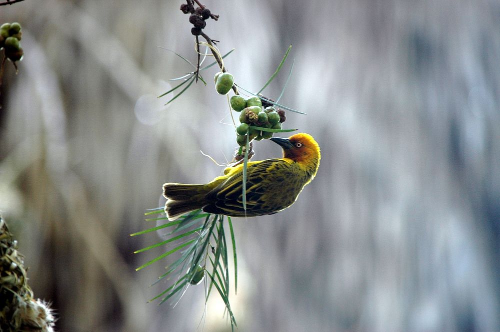 Cape Weaver bird, animal photography. Free public domain CC0 image.