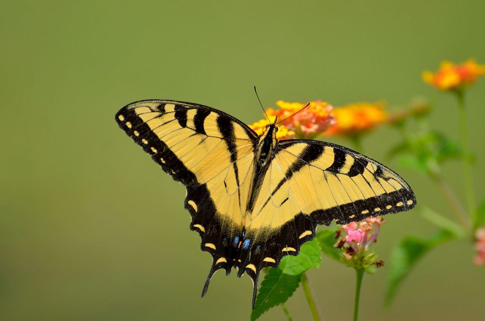 Butterfly on flower. Free public domain CC0 photo.