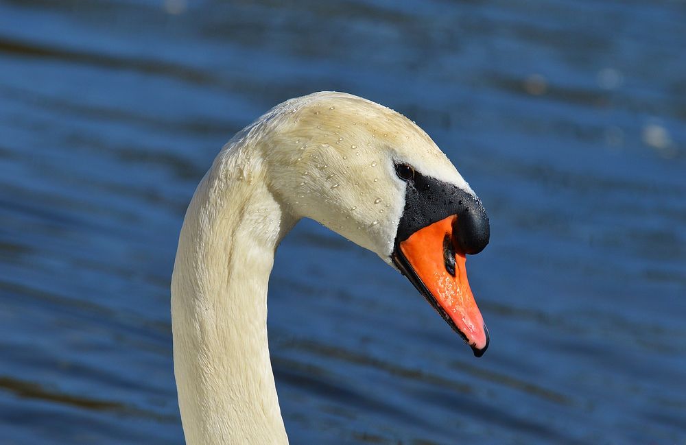 White swan head close up. Free public domain CC0 photo.