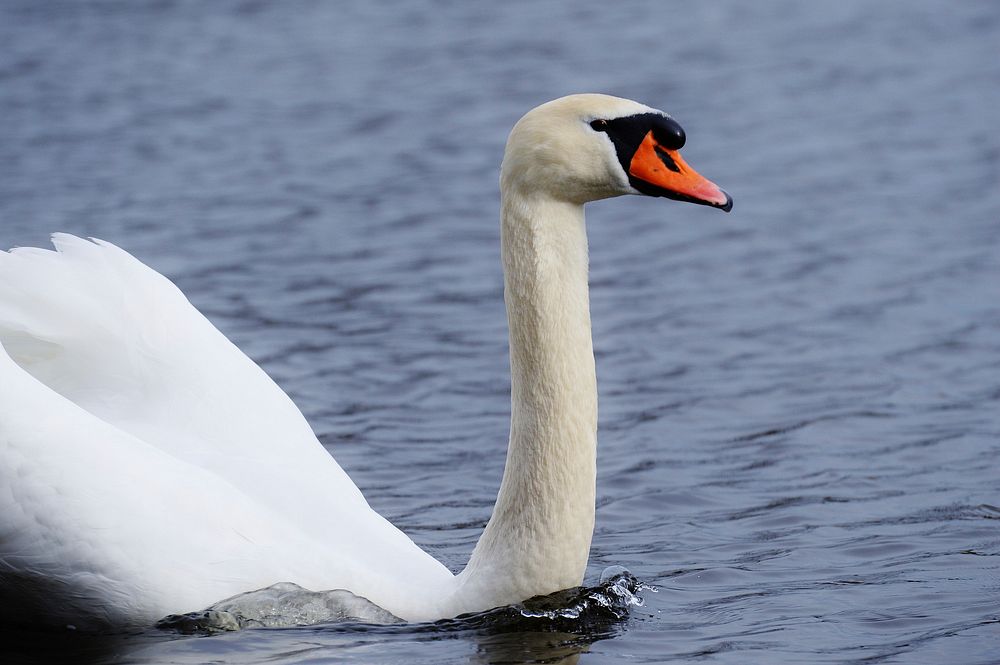 Swimming white swan close up. Free public domain CC0 photo.