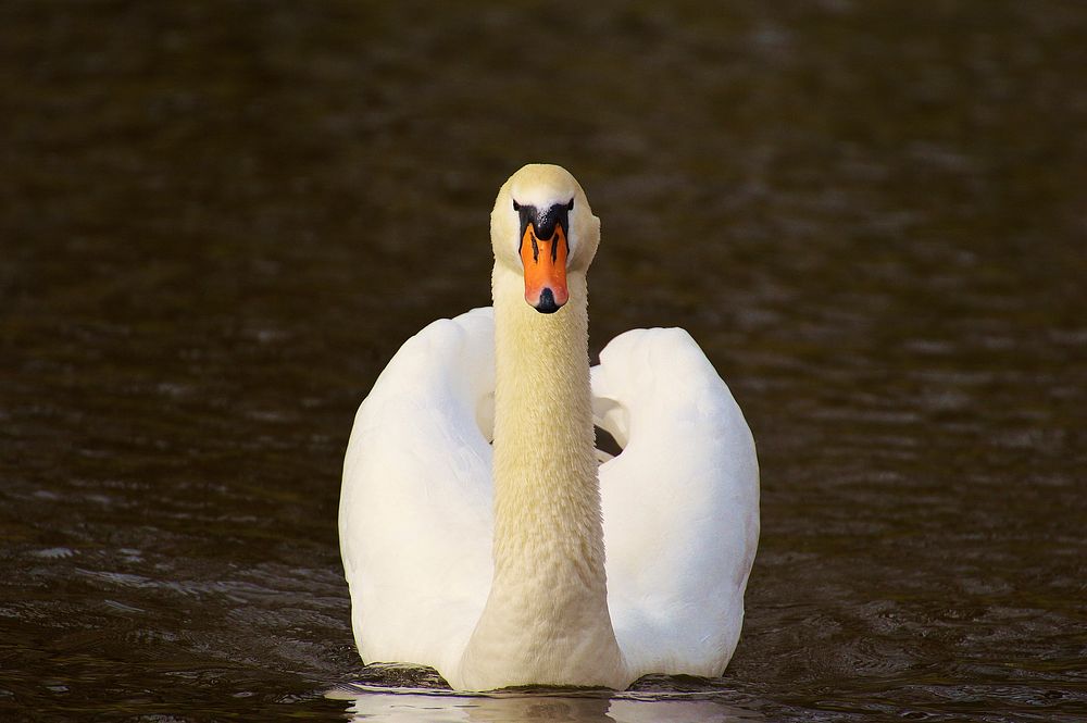 Swimming white swan close up. Free public domain CC0 photo.