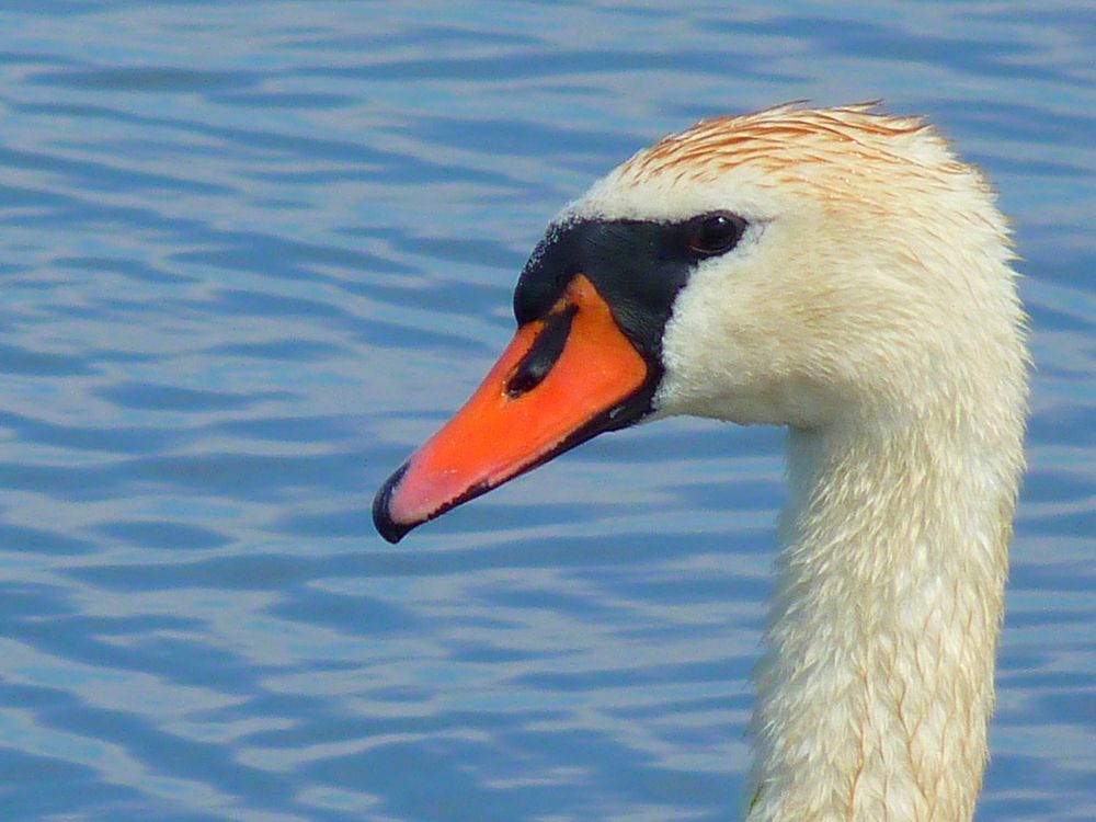 White swan head close up. Free public domain CC0 photo.